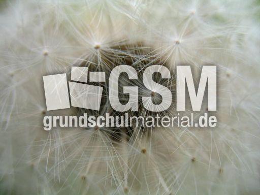 Pusteblume 001.JPG
